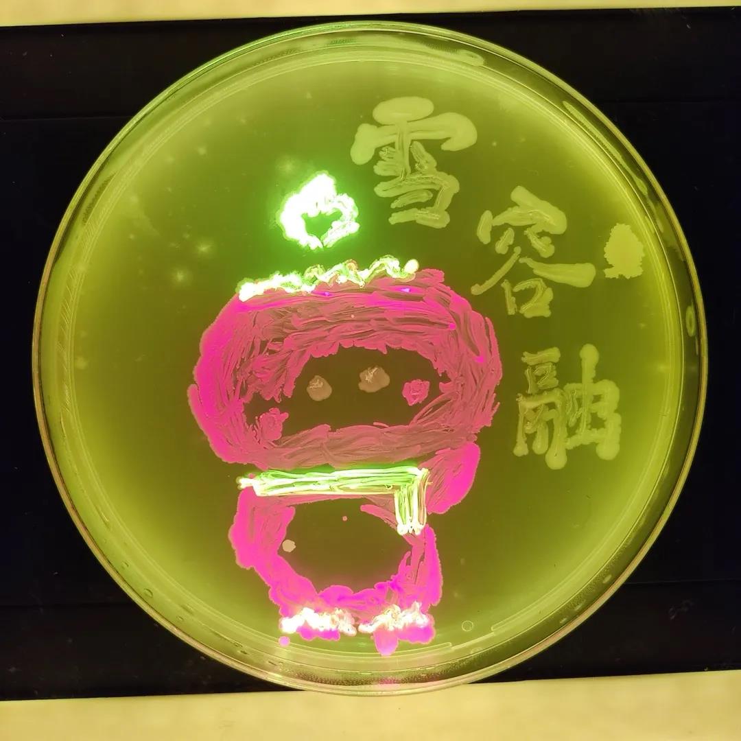 培养皿画作4